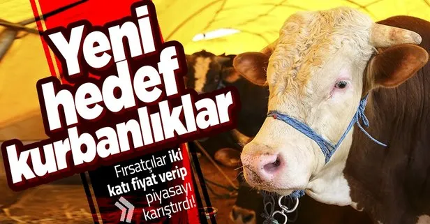 Fırsatçıların yeni hedefi kurbanlıklar! İki katı rakam verip piyasayı karıştırdılar