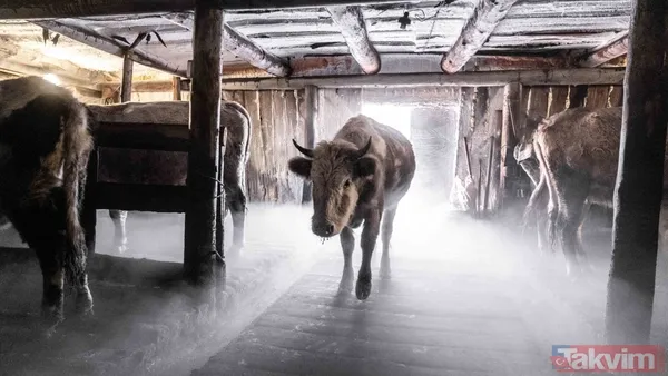 Dünyanın en soğuk köyü! Eksi 71’de insanlar evlerinde sauna kabinine sığınıyor - 6