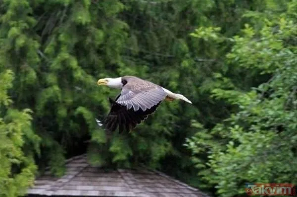 Kaplan akşam yemeği için ayıyı seçti fakat... Vahşi doğada Kaplan ile ayının şoke eden kavgası kapışması! - 43
