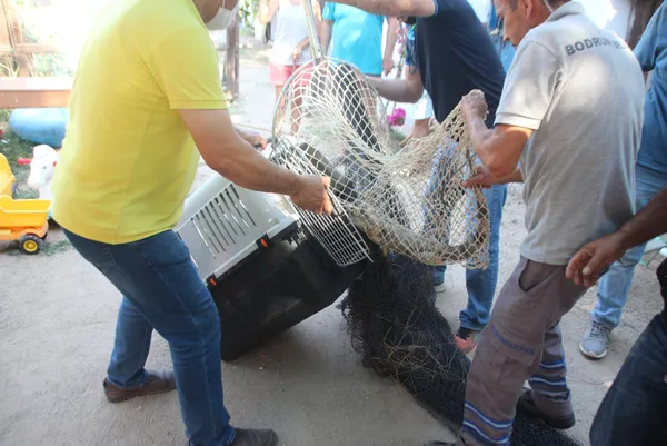 bodrumda-yasli-kadina-sok-uyandiginda-karsisinda-iguana-gordu-1625470771205.jpg Bodrum'da yaşlı kadına şok! Uyandığında karşısında iguana gördü-8