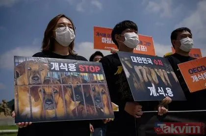 Güney Kore köpek eti yemeyi yasaklıyor! Her yıl 1 milyon adet katlediliyor
