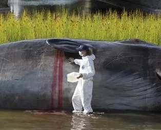 Nehir kıyısında İspermeçet balinası görüldü