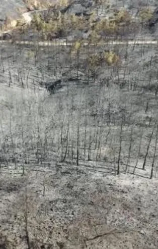 Marmaris'teki orman yangını 5'inci gününde! Bakan Kirişci açıkladı: Yangın kontrol altına alındı