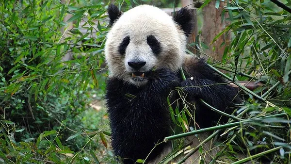 japonyada-erkek-zannedilen-panda-yavrusu-disi-cikti-1608890704265.jpg Japonya'da erkek zannedilen panda yavrusu dişi çıktı-6