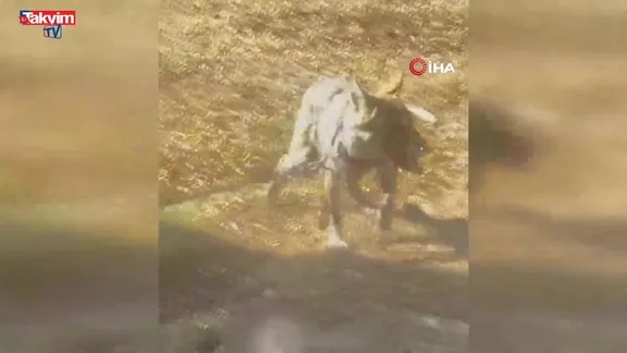 Van'da zincire vurulan kurt kurtarıldı
