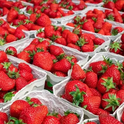 Çilek stresi bitirir