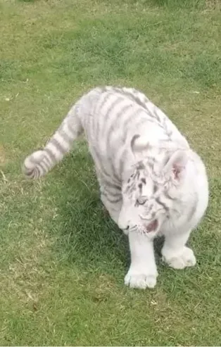 Jandarma’dan kaçak hayvan operasyonu! Beyaz kaplan ile Rhesus cinsi maymun ele geçirildi