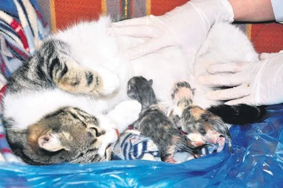 gaziantepte-sezay-kocak-cinayetinde-savcilik-intihar-dedi-ust-mahkeme-cinayet-olabilir-diyerek-yeni-sorusturma-1649193329504.jpeg Gaziantep'te Sezay Koçak cinayetinde savcılık intihar dedi! Üst mahkeme cinayet olabilir diyerek yeni soruşturma istedi-5