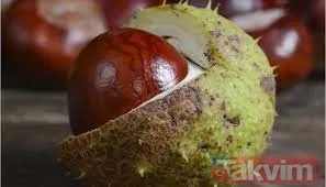 Mucizevi at kestanesi ile tüm hastalıklara savaş açın! Her derde şifa! Ağrıları bıçak gibi kesiyor! - 5
