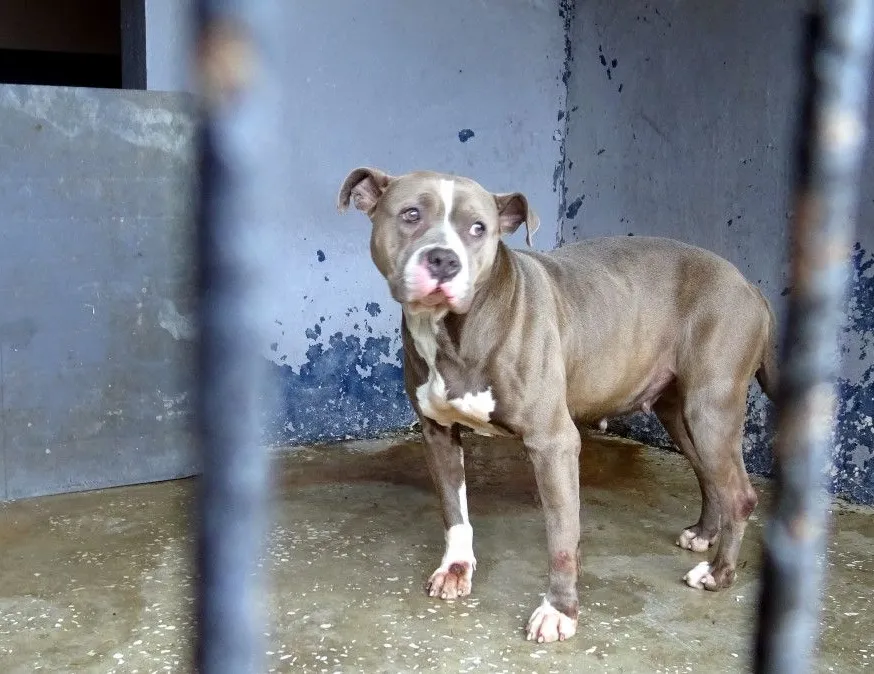 Avcılar’da korku yaşatan pitbull barınakta