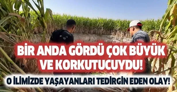 Tarlada çalışırken bir anda gördü çok büyük ve korkutucuydu!