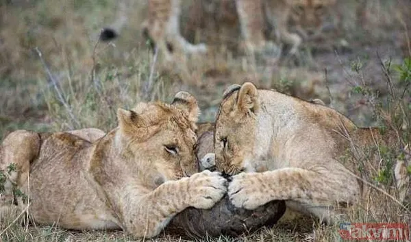 Yılan evcil köpeğe saldırdı! Dehşet dolu anlar... - 20