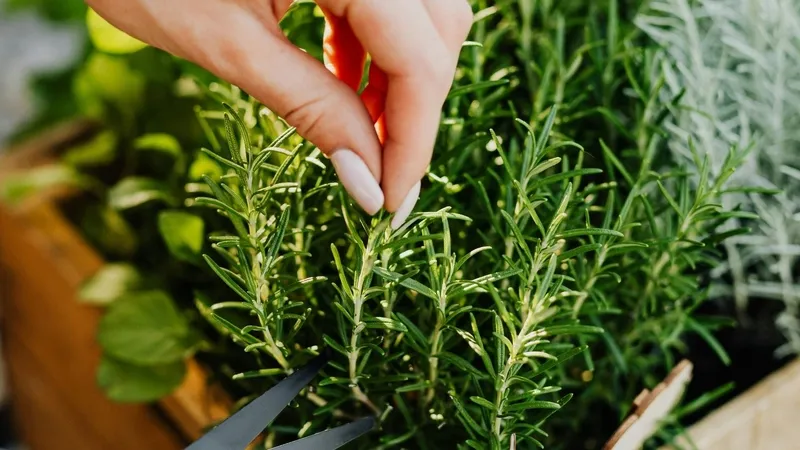 iftardan-sonra-mide-siskinligine-son-ibn-i-sinadan-sindirimi-rahatlatan-2-mucize-besin-1771587090432.jpg İftardan sonra mide şişkinliğine son! İbn-i Sina’dan sindirimi rahatlatan 2 mucize besin-2