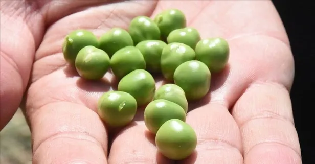 Alzheimer'la savaşan bezelye hangi hastalıklara karşı korur?