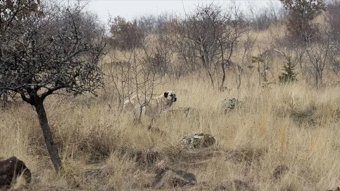 baskan-erdogandan-basibos-sokak-sorunuyla-ilgili-flas-mesaj-mutlaka-cozume-kavusturacagiz-1702127022928.jpeg Başkan Erdoğan'dan başıboş sokak sorunuyla ilgili flaş mesaj: Mutlaka çözüme kavuşturacağız-4