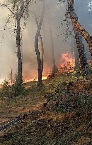 Bursa'nın Osmangazi ilçesinde orman yangını
