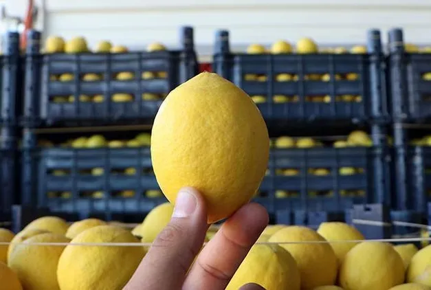 Limonda fahiş fiyat farklı!