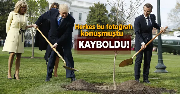 Trump ve Macron'un diktiği fidan kayboldu