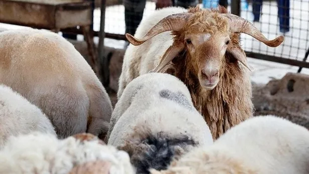 kurban-kesmek-yerine-para-verilebilir-mi-kimlerin-kurban-kesmesi-vaciptir-kurban-yerine-sadaka-verilir-mi-1687869734163.jpg Kimlerin kurban kesmesi vaciptir? Kurban kesmek yerine para verilebilir mi? Kurban yerine sadaka verilir mi?-3