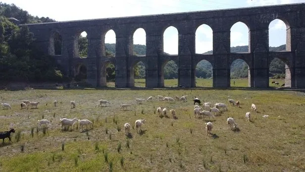 1598175531576.jpg Son dakika: İstanbul barajlarının doluluk oranı yüzde 50'nin altına düştü-1