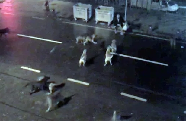 30’un üzerinde köpekle tek göz odada yaşayan kadın gözaltına alındı-3