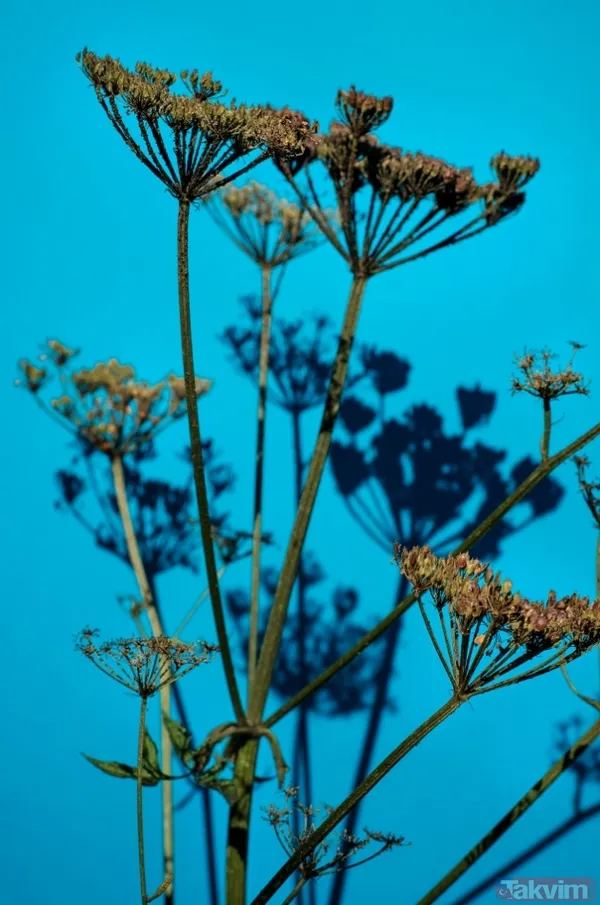 Yazarların İlham Kaynağı 🔹Zehir Bahçesi, Bilim İnsanlarının Yanı Sıra Polisiye Yazarlarının Da Uğrak Noktası. İngiliz Yazar Jill Johnson, Buradan İlham Alarak...