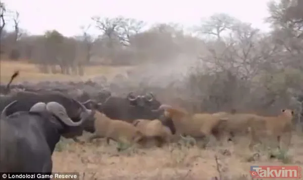 Ava giderken avlandı! Bir anda bufaloların arasında kalan aslanın zor anları (Aslan - Bufalo kavgası) - 33