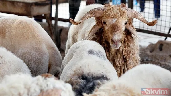 KURBANLIK FİYATLARI DİYANET 2025 | Koç, keçi, koyun, dana küçükbaş ve büyükbaş kurbanlık fiyatları ne kadar, kaç TL? - 2