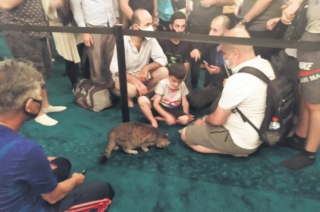Ayasofya'nın dünyaca ünlü kedisi Gli'ye yoğun ilgi!