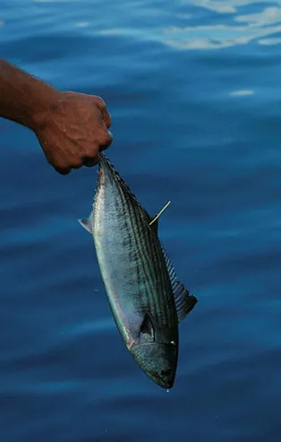 Rüyada palamut görmek ne anlama gelir?