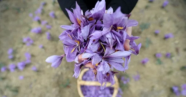 Araba fiyatına safran