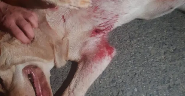 Emekli polis memuru havlayan köpeğe 5 el ateş etti! Seken mermi 10 yaşındaki Ayşe Sağır’a isabet etti