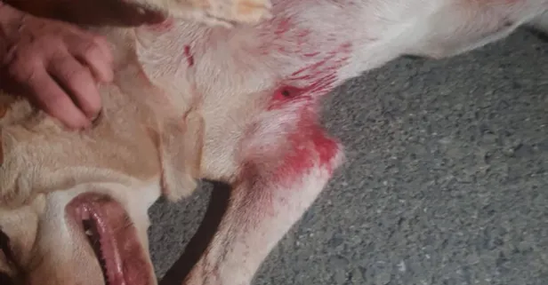 Emekli polis memuru havlayan köpeğe 5 el ateş etti! Seken mermi 10 yaşındaki Ayşe Sağır'a isabet etti