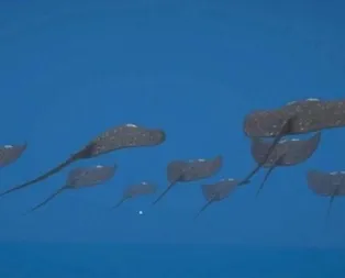 Dünya Türk yapımı bu silahı konuşuyor!