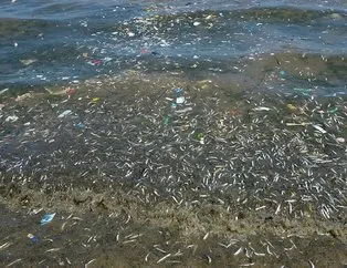 İşte balıkların ölüm nedeni!