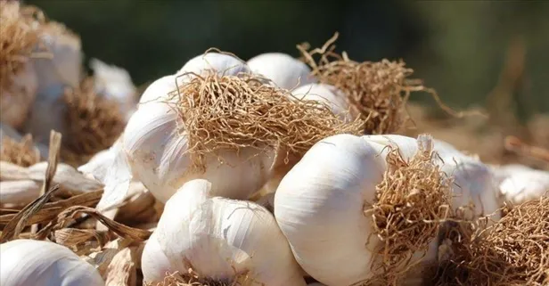 Sarımsak cep yakıyor