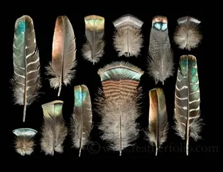 Kuş tüylerinden yaptıklarına inanamayacaksınız