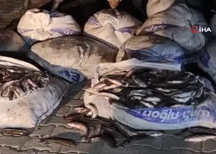Van’da 1 ton 800 kilo kaçak avlanılan inci kefali ele geçirildi