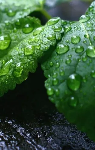 Naneyle mis gibi kokun