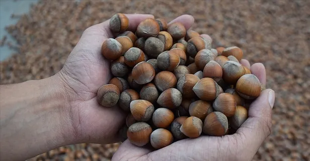 Türkiye fındık ve meyvede dünyayı besliyor