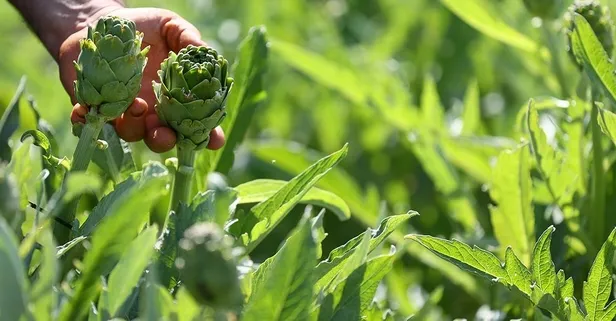 Enginar, kalp sağlığını destekler ve karaciğeri korur!
