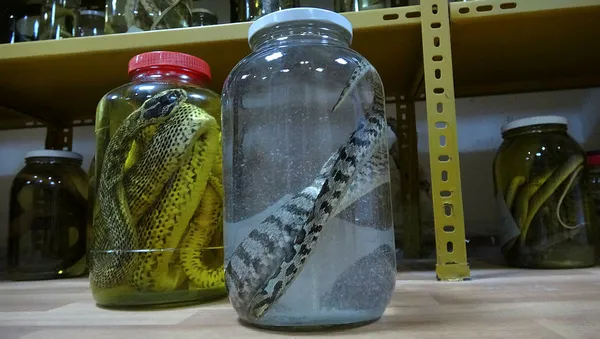 profesor-yilan-sevgisi-yuzunden-muze-kurdu-tam-150-surungen-1594026944107.jpg Profesör sürüngen tutkusu yüzünden müze kurdu! Tam 150...-5