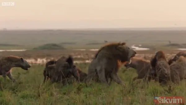Cesur aslan onlarca sırtlanın arasında girdi! Vahşi doğada şoke eden kare! Sonrasında ise kaçınılmaz ölüm - 25