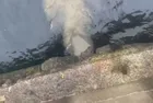 CHP'li İBB Marmara Denizi'ni kirletiyor! Yine Kuleli yine İSKİ! Bakanlıktan 2 katı ceza