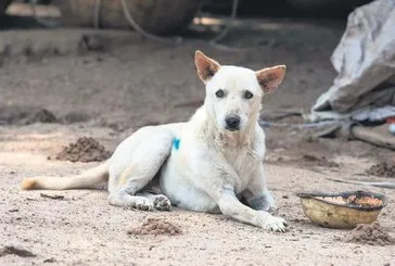 ’Dog’ru karar