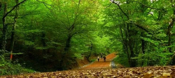 İstanbul’un en iyi ormanları