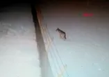 Kars'ta aç kalan kurtlar köye indi