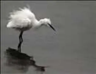 Kuşların Dünyası - 2