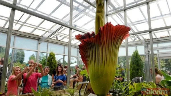 NEDEN KÖTÜ KOKUYOR? 🔸Ceset çiçeğinin çürüyen et benzeri kokusu, dimetil trisülfür, izovalerik asit, dimetil disülfür, benzil alkol, indol ve trimetilamin...