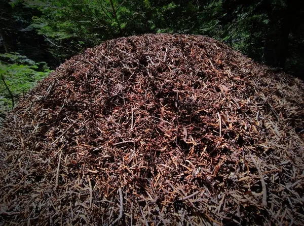 ormanlarin-kene-savascisi-kirmizi-orman-karincalarinin-dev-yuvalari-1622879540556.jpg Ormanların kene savaşçısı! Kırmızı orman karıncalarının dev yuvaları-6